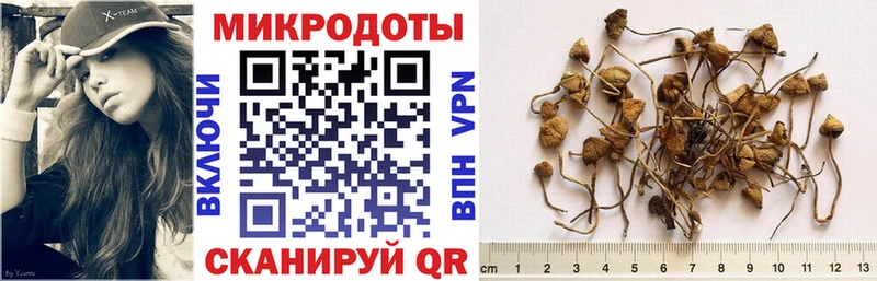 Псилоцибиновые грибы Psilocybe  Купить где  Карачев 
